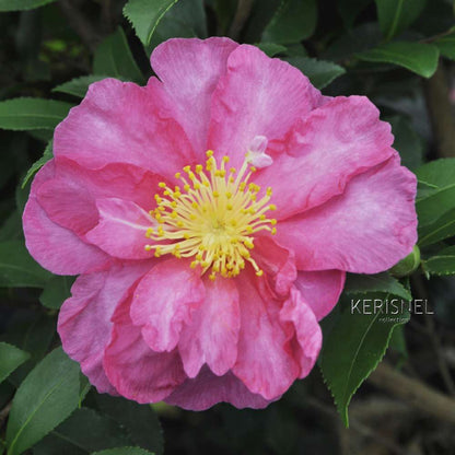  Camellia Sasanqua 'Paradise'® 9 Variétés:H 50/60 Cm, Ctr 7 Litres