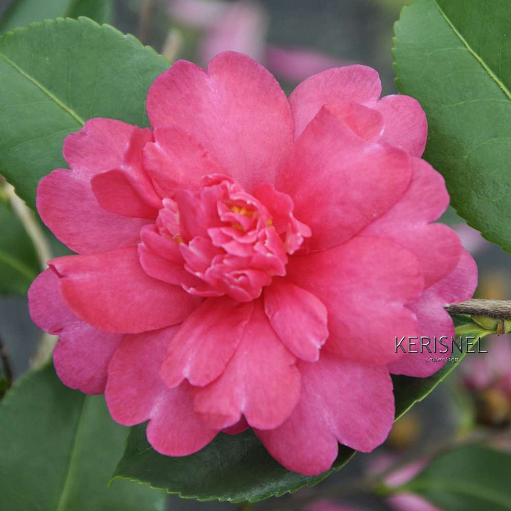  Camellia Sasanqua 'Paradise'® 9 Variétés:H 50/60 Cm, Ctr 7 Litres