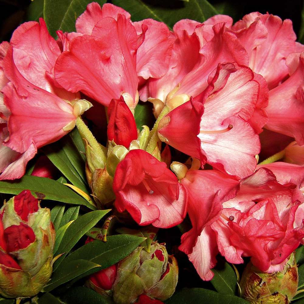 Rhododendron Yakushimanum : H 40/50 Cm, Ctr 7 Litres