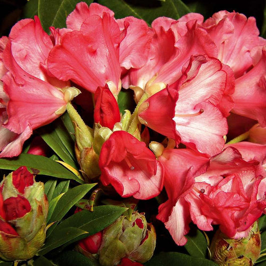  Rhododendron Yakushimanum : H 40/50 Cm, Ctr 7 Litres