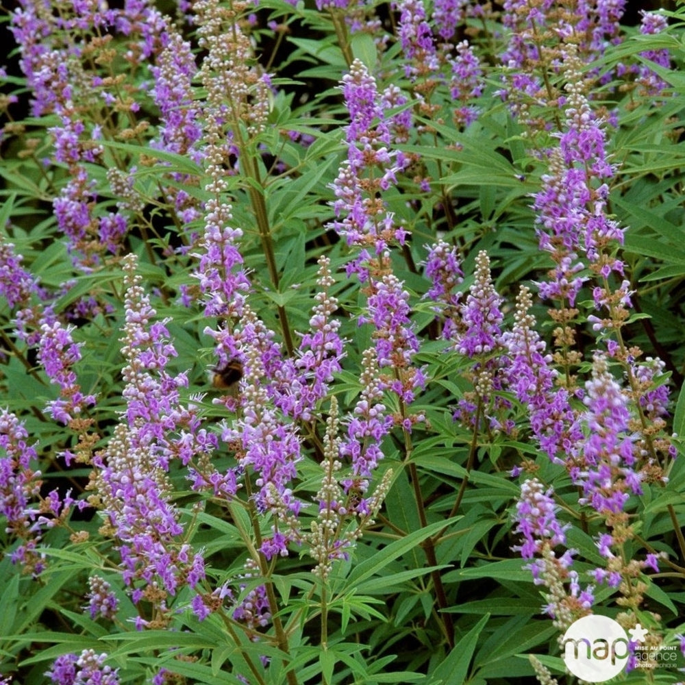  Vitex Agnus-castus : H 40/60 Cm Ctr 4 Litres