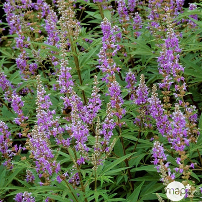  Vitex Agnus-castus : H 40/60 Cm Ctr 4 Litres