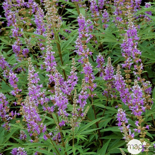  Vitex Agnus-castus : H 40/60 Cm Ctr 4 Litres