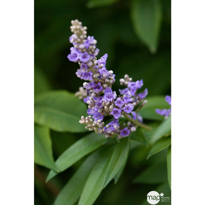  Vitex Agnus-castus : H 40/60 Cm Ctr 4 Litres