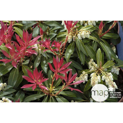  Pieris ' Forest Flame': H 40/50 Cm Conteneur 5 Litres
