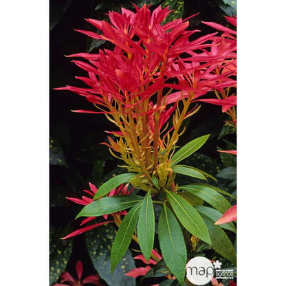 Pieris ' Forest Flame': H 40/50 Cm Conteneur 5 Litres