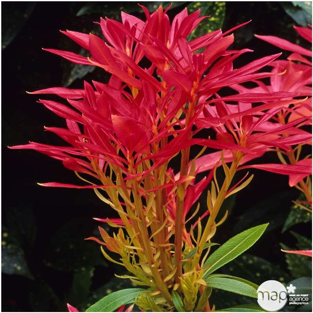  Pieris ' Forest Flame': H 40/50 Cm Conteneur 5 Litres