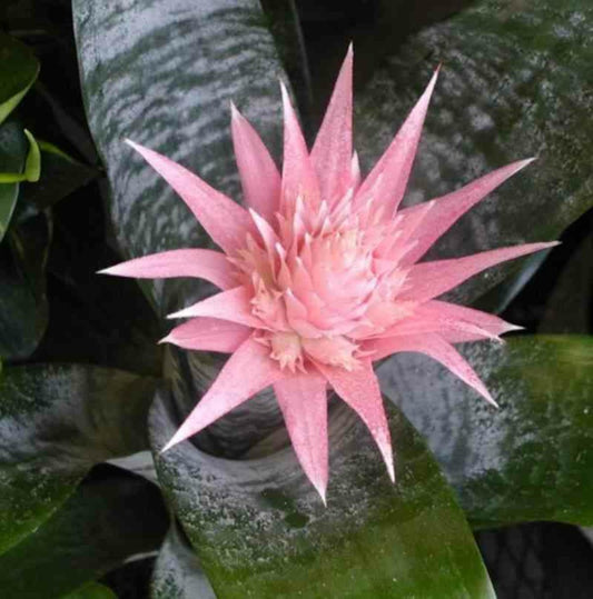  Aechmea Fasciata Pot De 2 Litres - 50/70 Cm