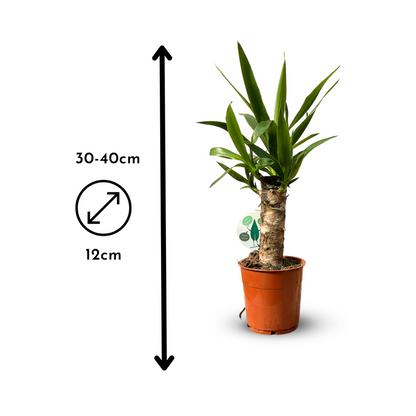  5x Mélange De Plantes D'intérieur - ↕ 30-40 Cm - ⌀ 12 Cm - Lot De 5 - Purificateur D'air