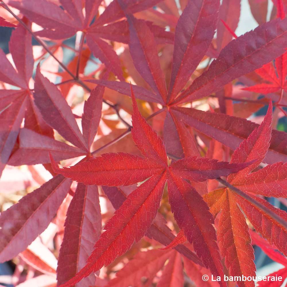  Acer Palmatum ‘Atrolineare’ C7L H.60/80cm