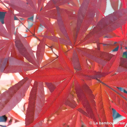  Acer Palmatum ‘Atrolineare’ C7L H.60/80cm