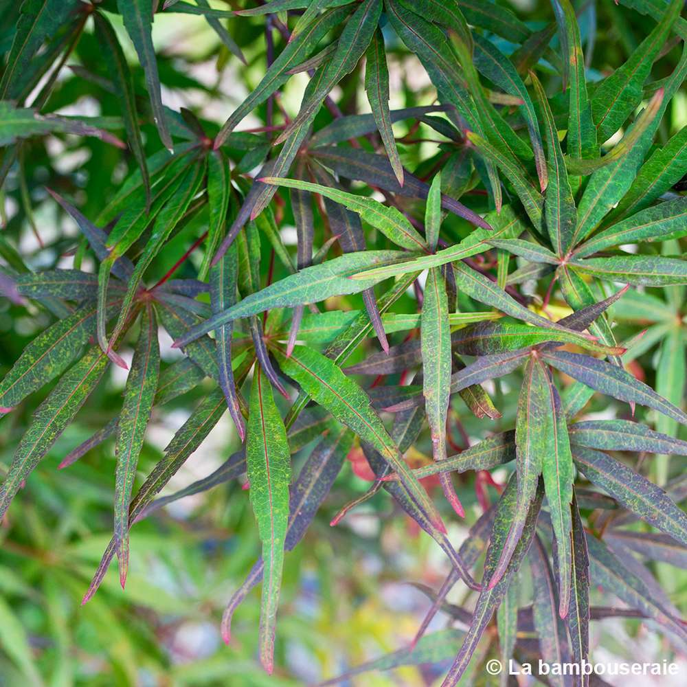  Acer Palmatum ‘Atrolineare’ C7L H.60/80cm