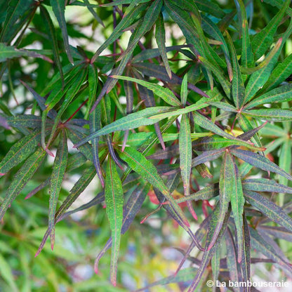  Acer Palmatum ‘Atrolineare’ C7L H.60/80cm