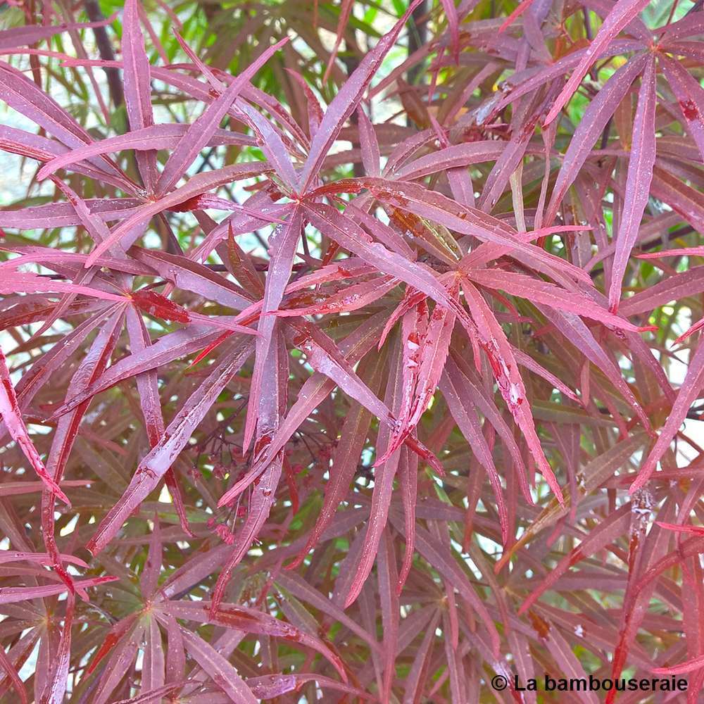  Acer Palmatum ‘Atrolineare’ C7L H.60/80cm