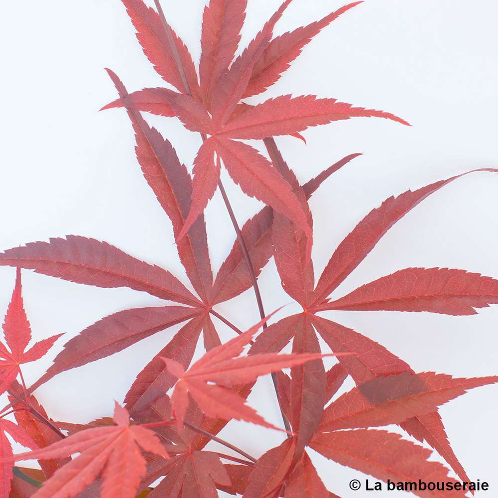  Acer Palmatum ‘Atrolineare’ C7L H.60/80cm