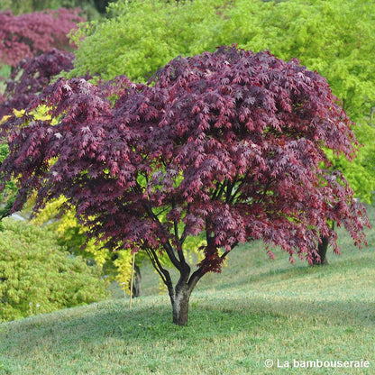  Acer Japonicum 'Palmatum Blood Good' C30L H.100/125cm