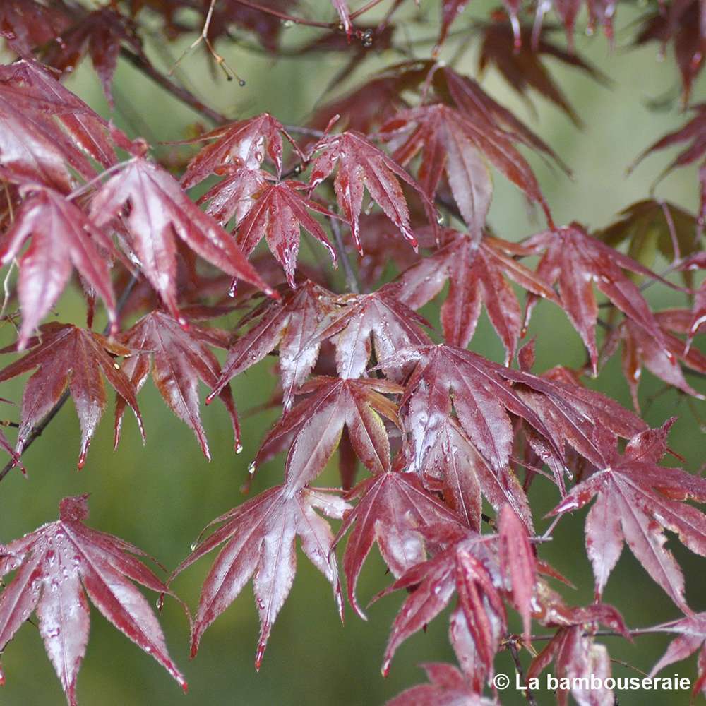  Acer Japonicum 'Palmatum Blood Good' C30L H.100/125cm