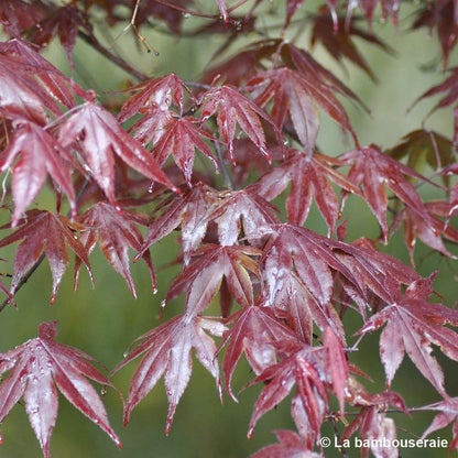  Acer Japonicum 'Palmatum Blood Good' C30L H.100/125cm