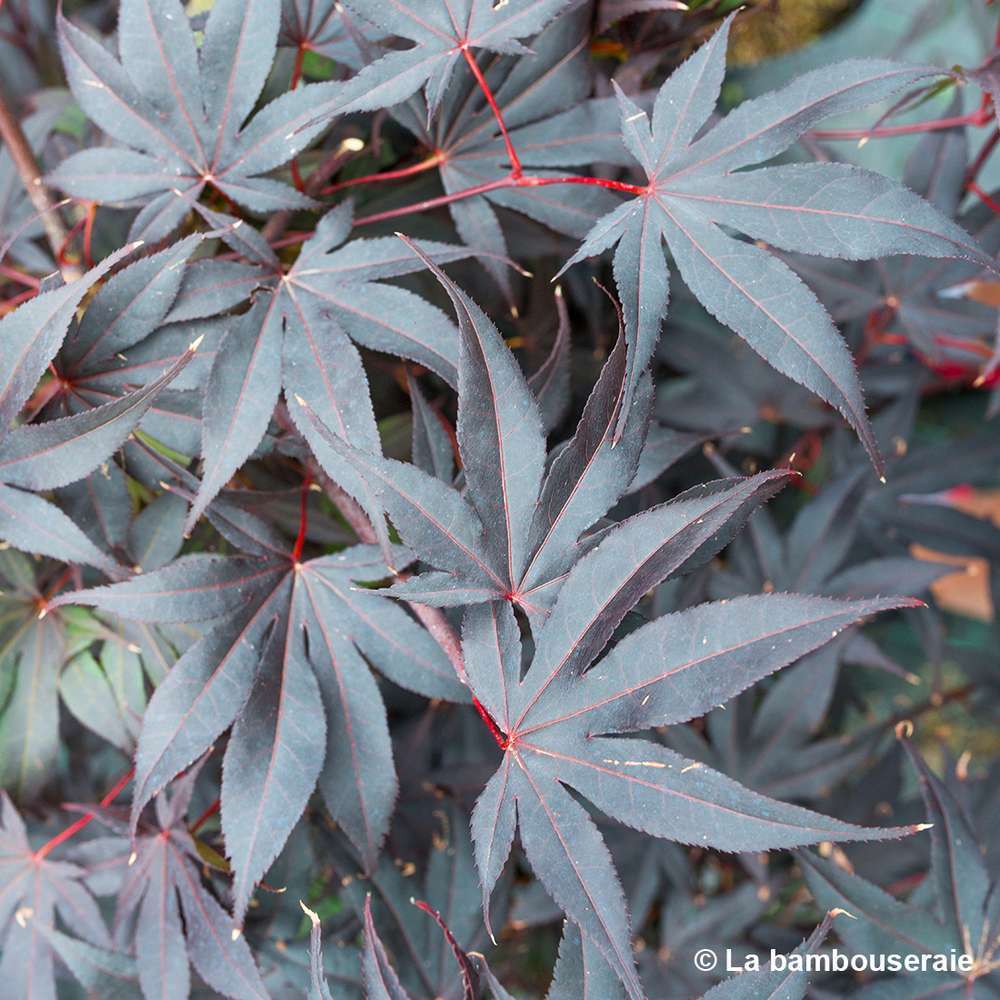  Acer Japonicum 'Palmatum Blood Good' C30L H.100/125cm