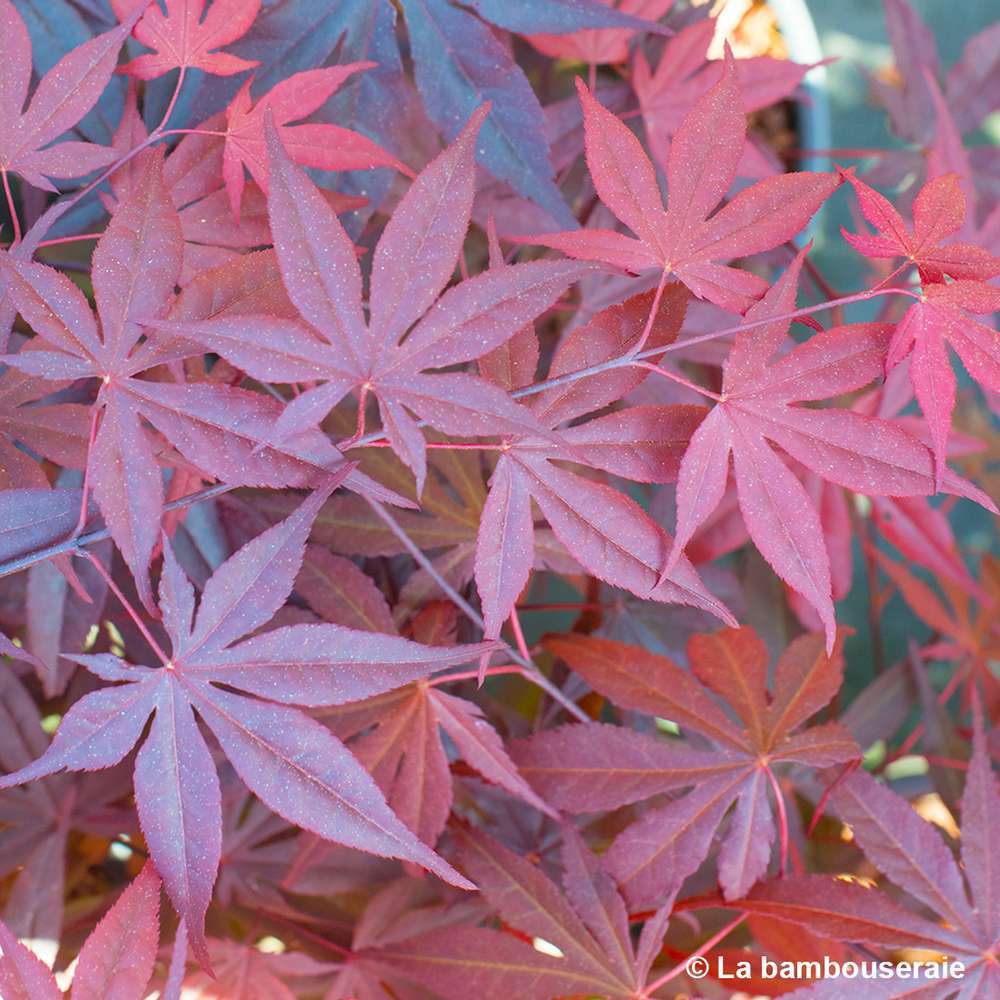  Acer Japonicum 'Palmatum Blood Good' C30L H.100/125cm