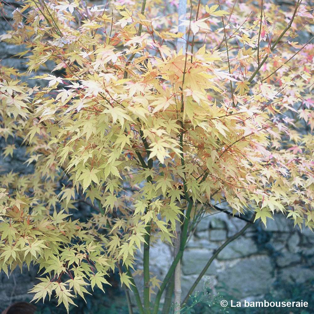  Acer Palmatum 'Orange Dream' :C7L H.60/80cm
