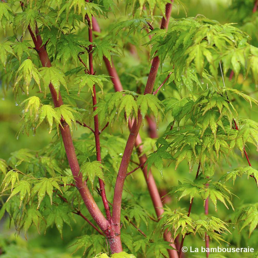  Acer Palmatum 'Sango-Kaku' : C15L H.80/100cm