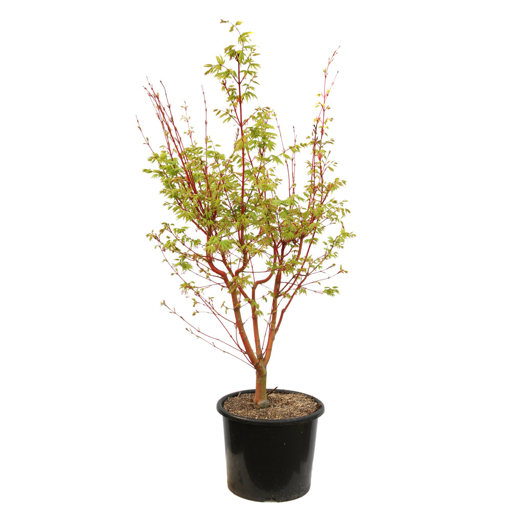 Acer Palmatum 'Sango-Kaku' : C15L H.80/100cm
