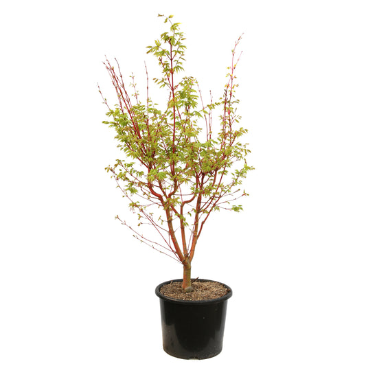  Acer Palmatum 'Sango-Kaku' : C15L H.80/100cm