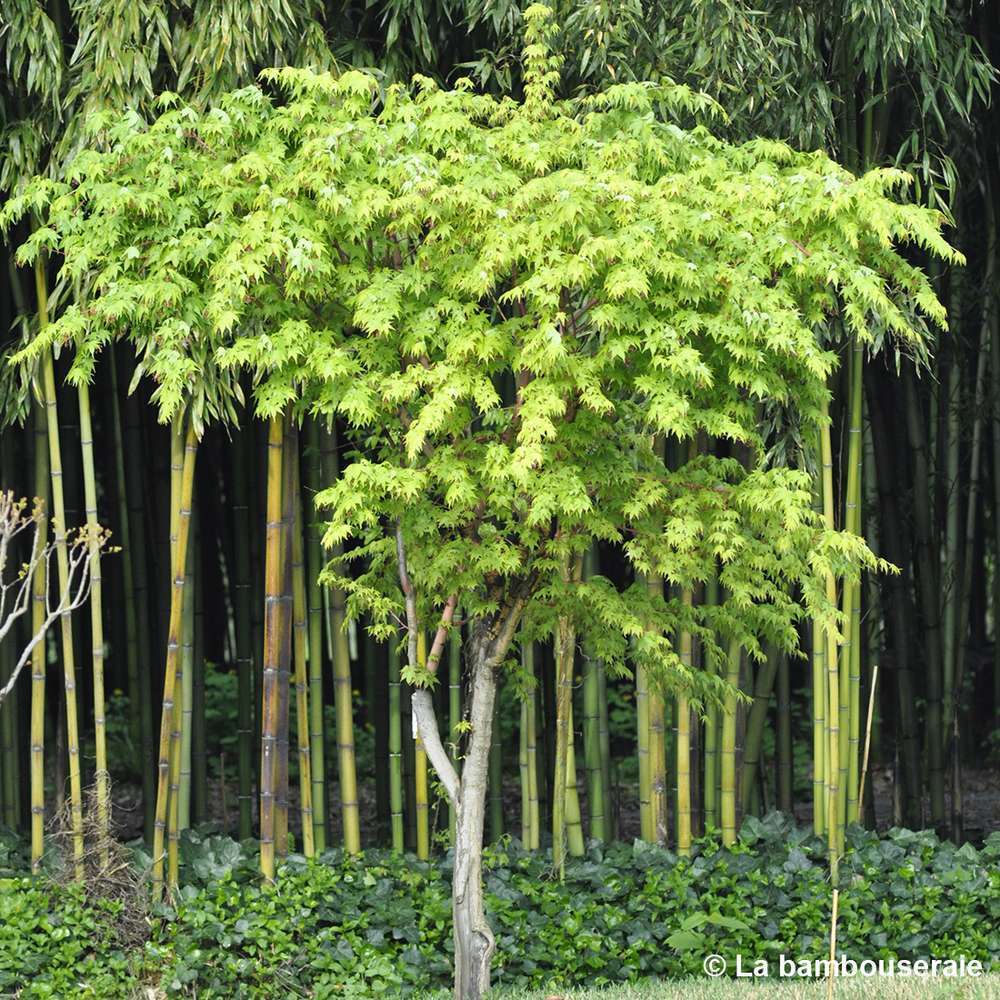  Acer Palmatum 'Sango-Kaku' : C3L H.40/60cm