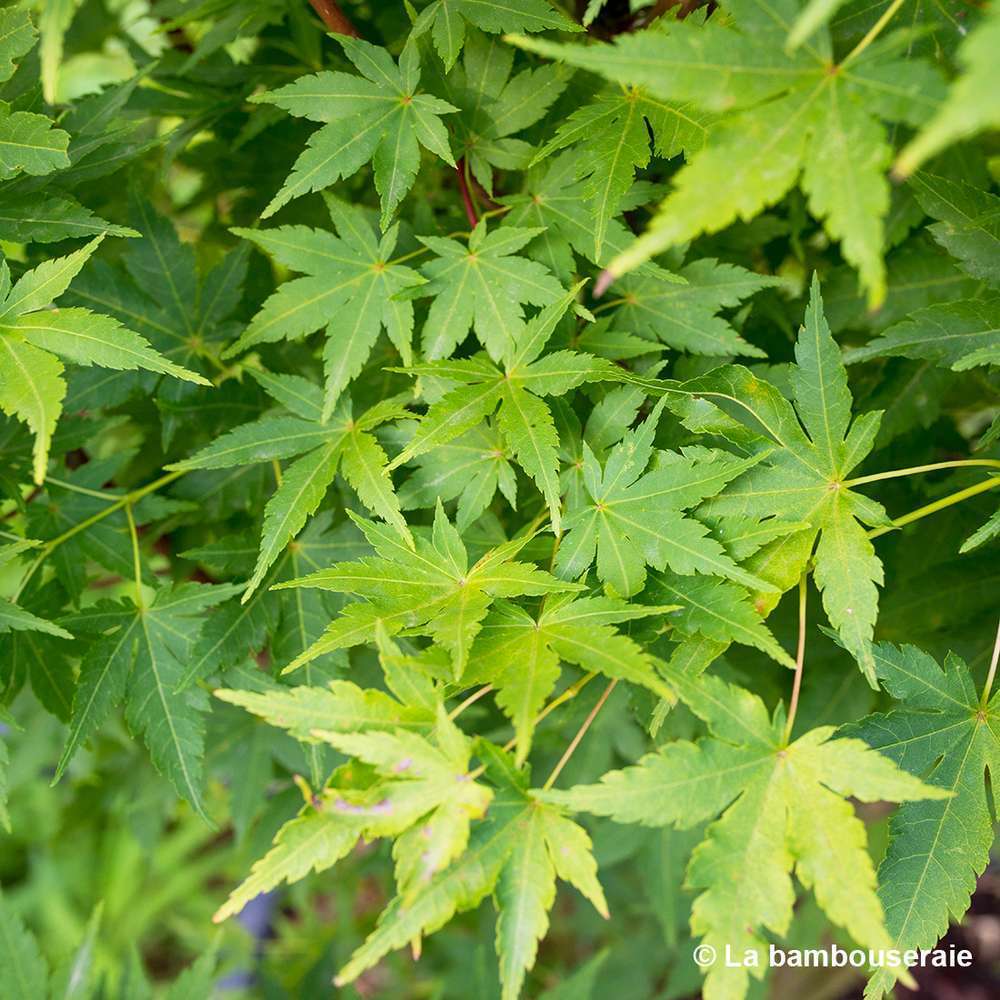 Acer Palmatum 'Sango-Kaku' : C3L H.40/60cm
