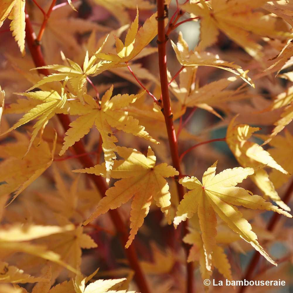  Acer Palmatum 'Sango-Kaku' : C3L H.40/60cm