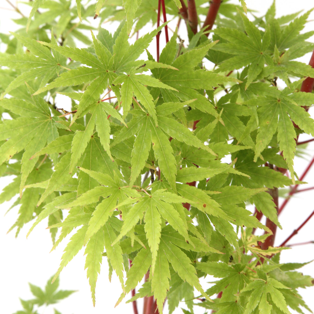  Acer Palmatum 'Sango-Kaku' : C3L H.40/60cm