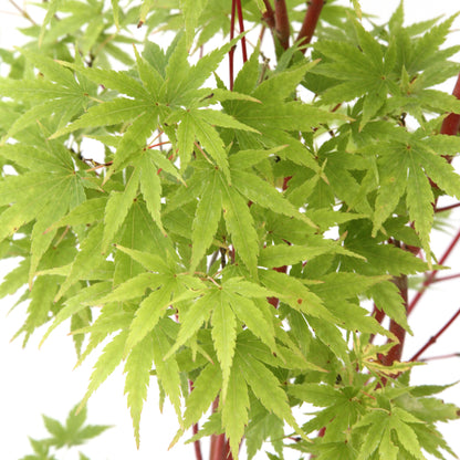  Acer Palmatum 'Sango-Kaku' : C3L H.40/60cm
