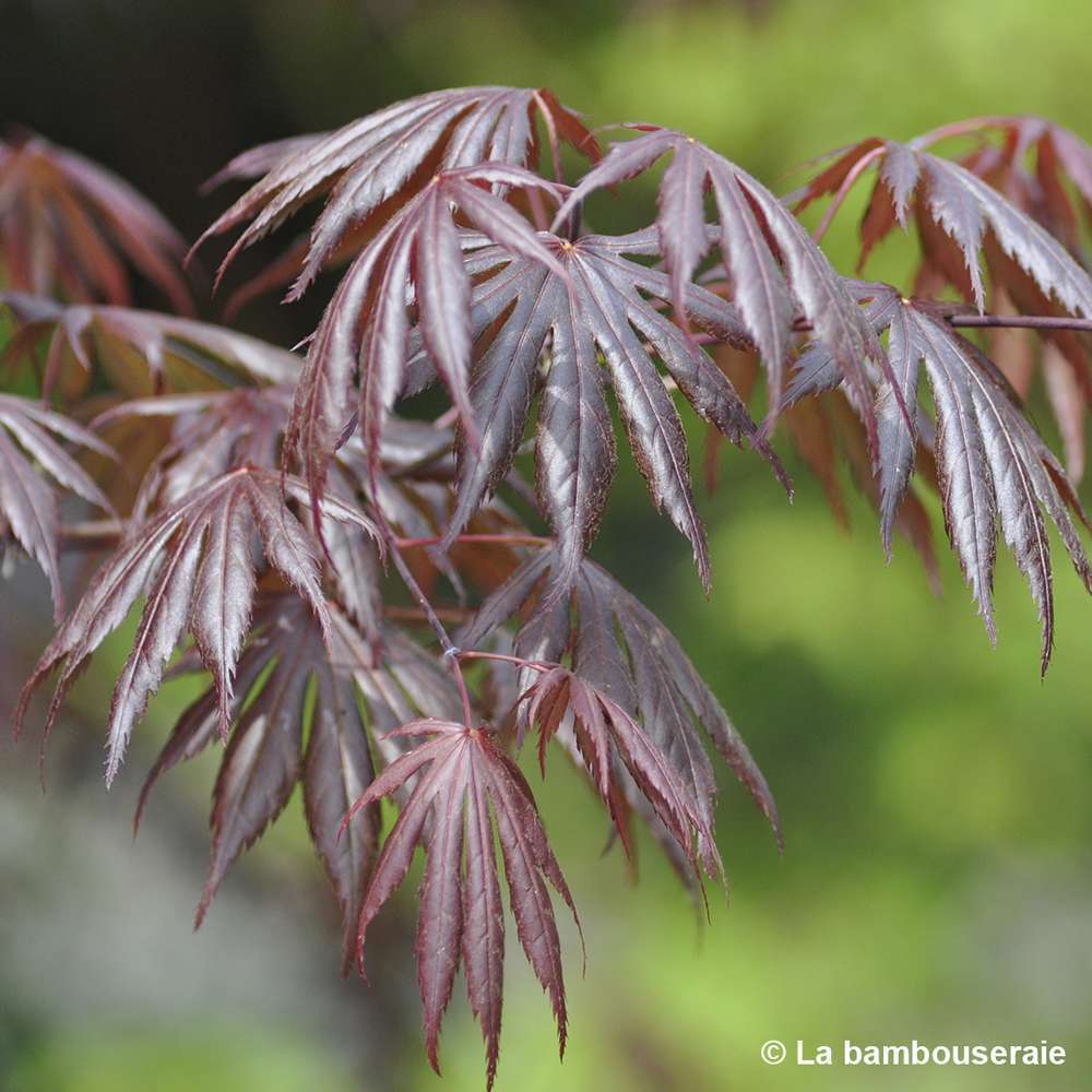  Acer Palmatum Trompenburg :C3L H.40/60cm
