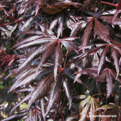  Acer Palmatum Trompenburg :C3L H.40/60cm