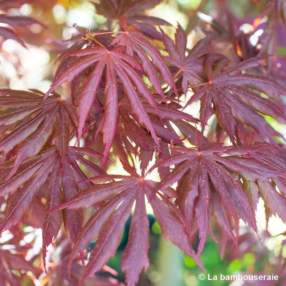  Acer Palmatum Trompenburg :C3L H.40/60cm