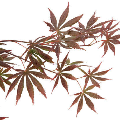  Acer Palmatum Trompenburg :C3L H.40/60cm