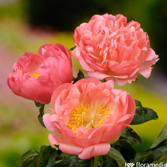  Botte De 3 Pivoines Coral Sunset H.50cm
