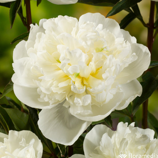  Botte De 3 Pivoines Duchesse Nemours H.50cm