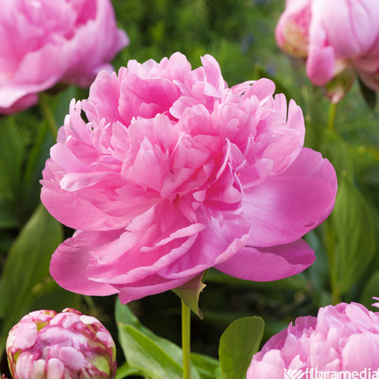  Botte De 3 Pivoines Docteur Fleming H.50cm