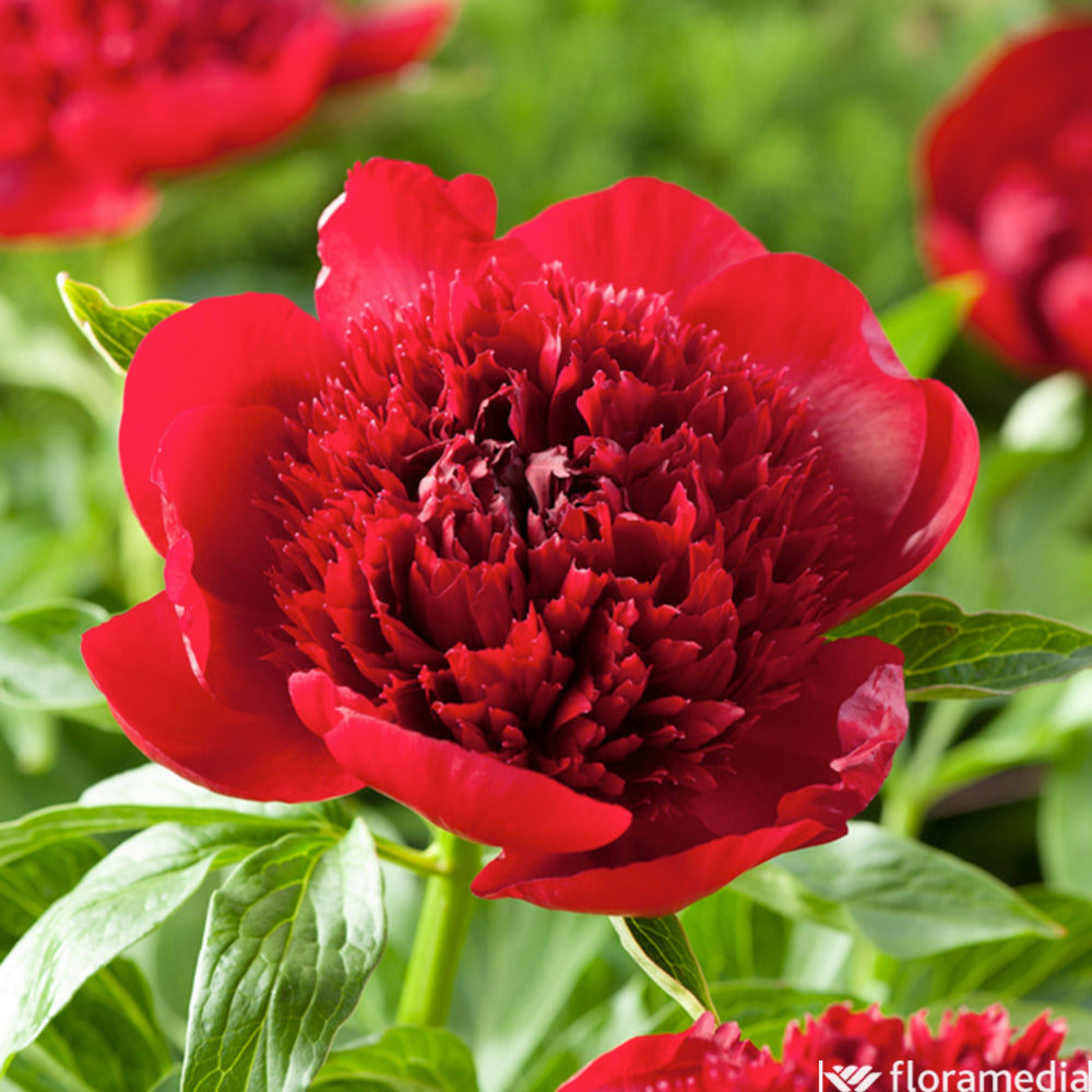  Botte De 3 Pivoines Red Charm H.50cm