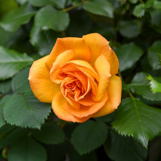  Rosier Buisson Whisky - La Motte / 3+ Branches