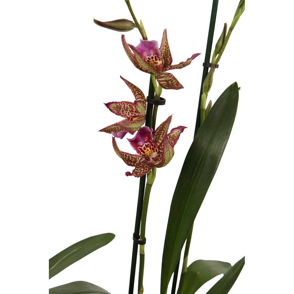  Orchidée Cambria 2 Tiges - Pot D.12 Cm