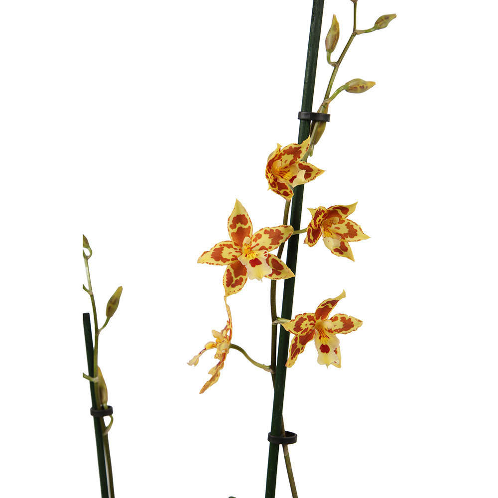  Orchidée Cambria 2 Tiges - Pot D.12 Cm