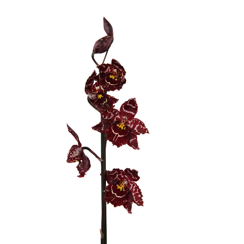  Orchidée Cambria 2 Tiges - Pot D.12 Cm