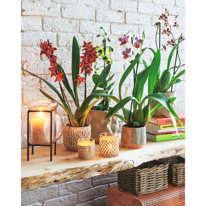  Orchidée Cambria 2 Tiges - Pot D.12 Cm