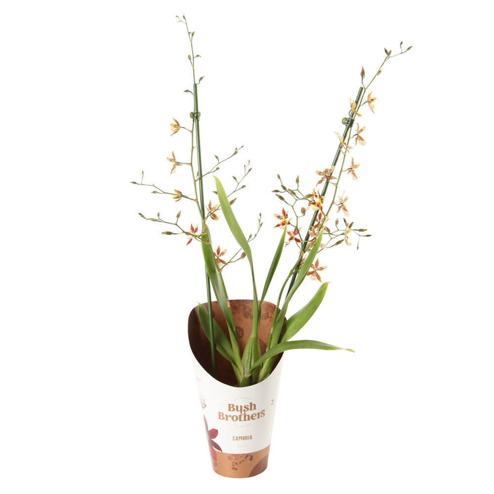  Orchidée Cambria 2 Tiges - Pot D.12 Cm