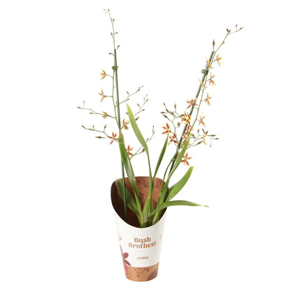  Orchidée Cambria 2 Tiges - Pot D.12 Cm