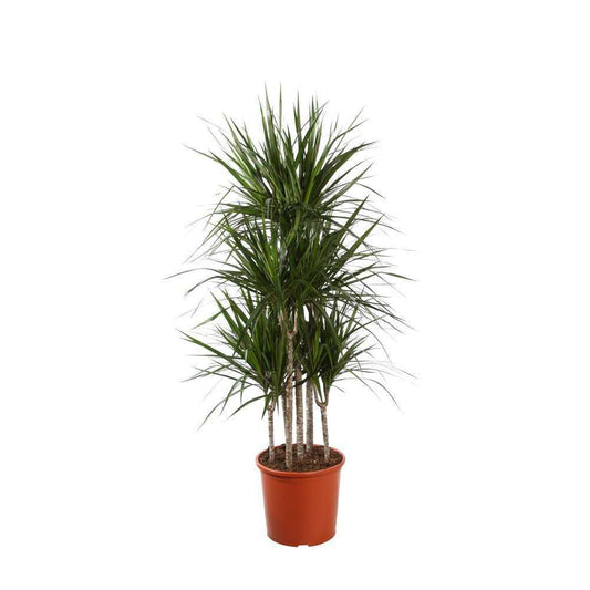  Dracaena Marginata Carroussel : D.32cm, H.150 Cm