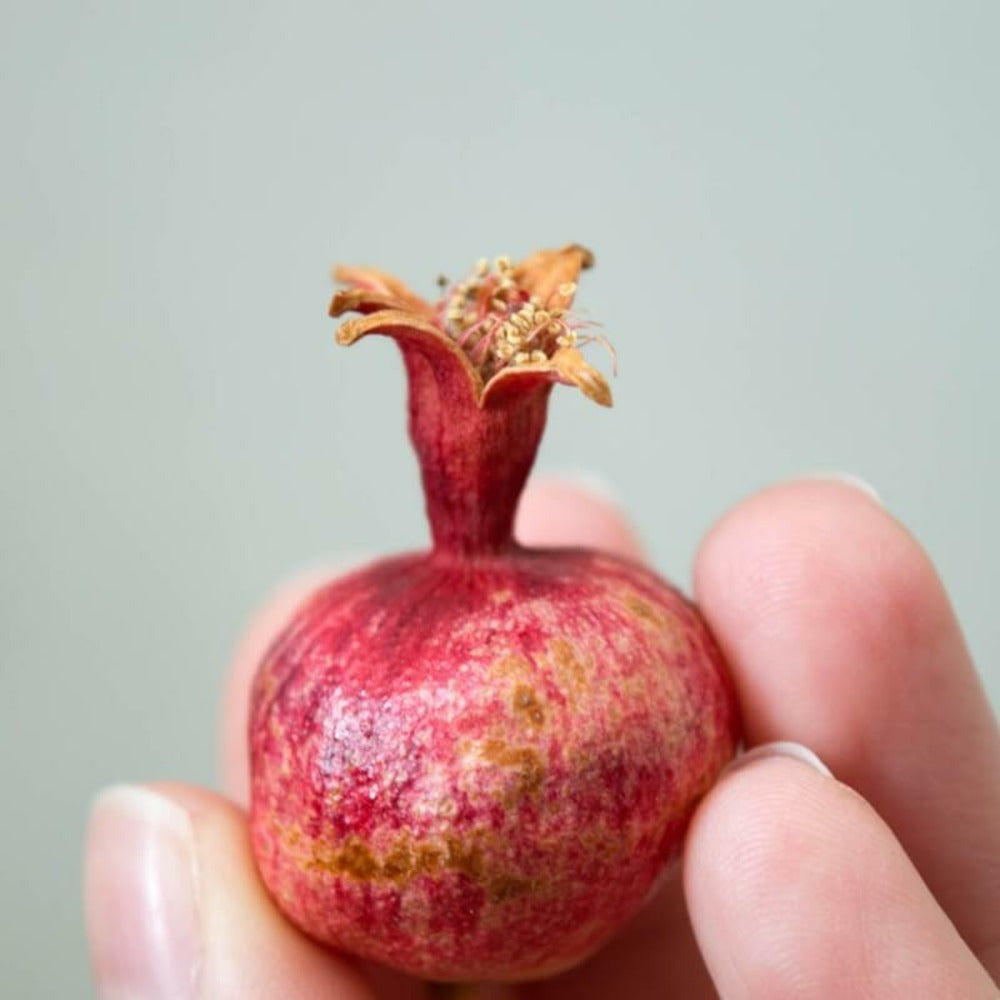 Grenadier Nain (punica Granatum 'chico')